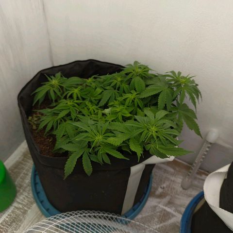 Auto Amnesia Divine-Seeds growlog timeline photo