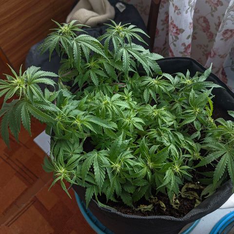 Auto Amnesia Divine-Seeds growlog timeline photo