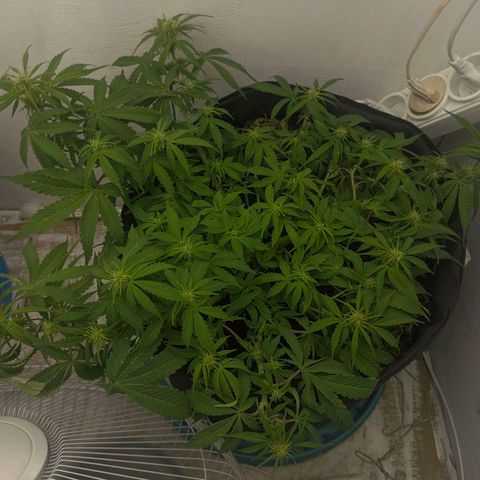 Auto Amnesia Divine-Seeds growlog timeline photo