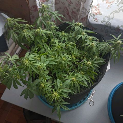 Auto Amnesia Divine-Seeds growlog timeline photo