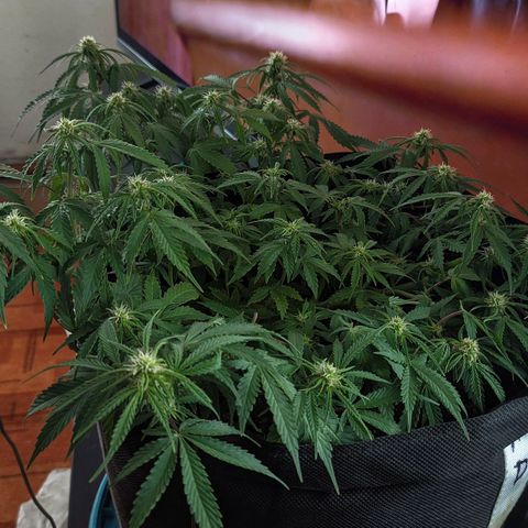 Auto Amnesia Divine-Seeds growlog timeline photo