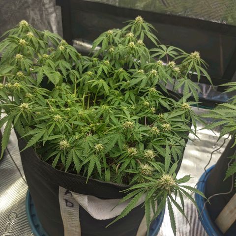 Auto Amnesia Divine-Seeds growlog timeline photo