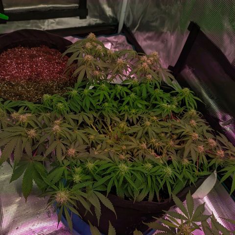 Auto Amnesia Divine-Seeds growlog timeline photo
