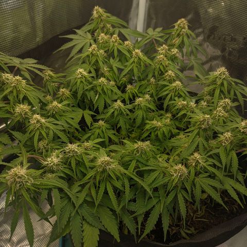 Auto Amnesia Divine-Seeds growlog timeline photo