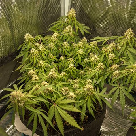 Auto Amnesia Divine-Seeds growlog timeline photo