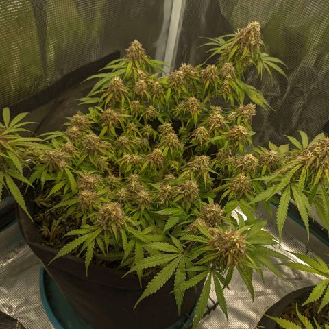 Auto Amnesia Divine-Seeds growlog timeline photo