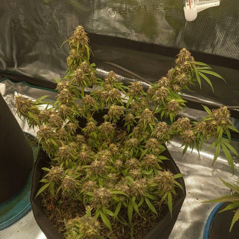 Auto Amnesia Divine-Seeds growlog timeline photo