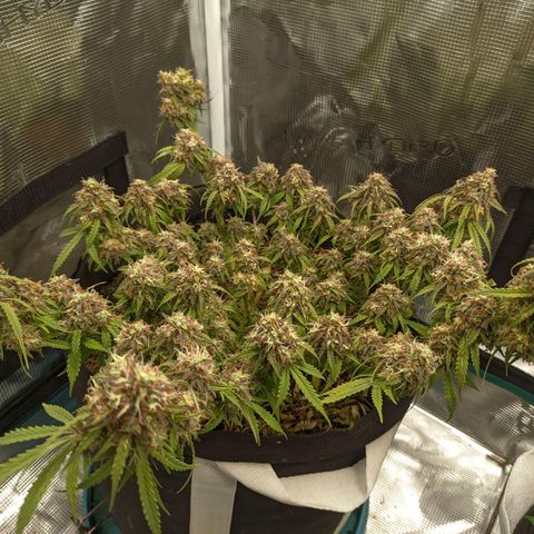 Auto Amnesia Divine-Seeds growlog timeline photo