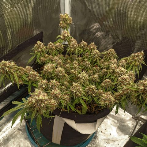 Auto Amnesia Divine-Seeds growlog timeline photo