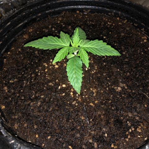 Genética desconocida growlog timeline photo