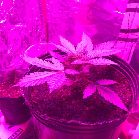 Genética desconocida growlog timeline photo