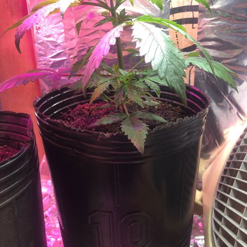 Genética desconocida growlog timeline photo