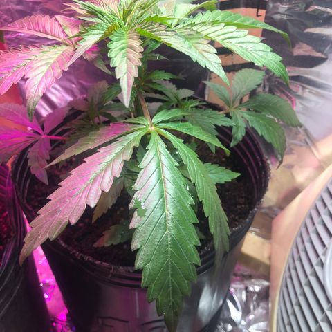Genética desconocida growlog timeline photo