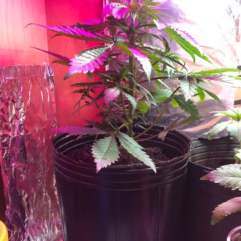 Genética desconocida growlog timeline photo