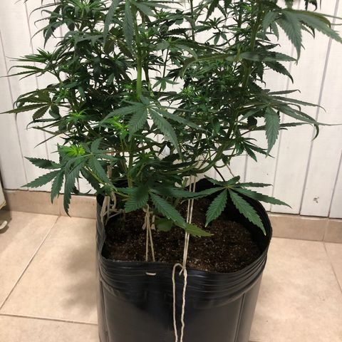 Genética desconocida growlog timeline photo
