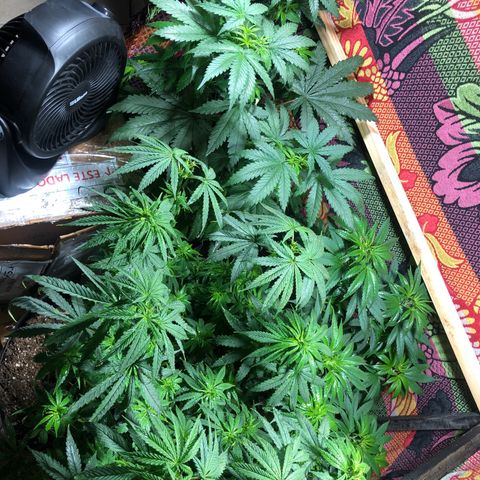Genética desconocida growlog timeline photo