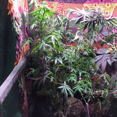 Genética desconocida growlog timeline photo