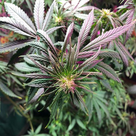 Genética desconocida growlog timeline photo