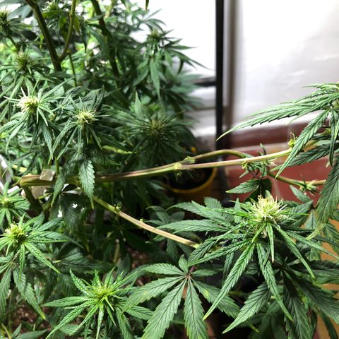Genética desconocida growlog timeline photo