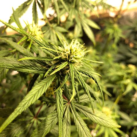 Genética desconocida growlog timeline photo