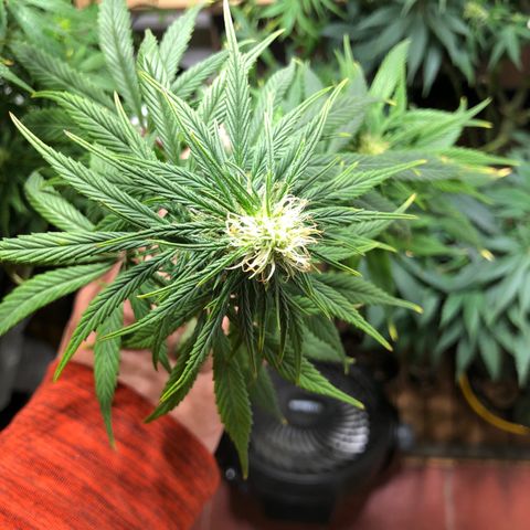 Genética desconocida growlog timeline photo