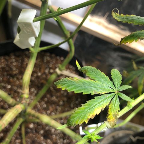 Genética desconocida growlog photo: Hojas, siguen las marcas marrones, se cambió el producto de shanti por Azteca 