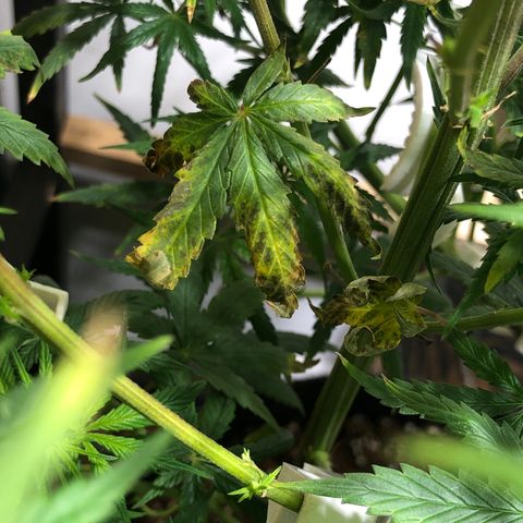 Genética desconocida growlog photo: Hojas, siguen las marcas marrones, se cambió el producto de shanti por Azteca 