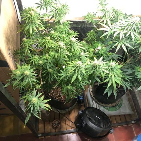 Genética desconocida growlog photo: Varias puntas !!!!
