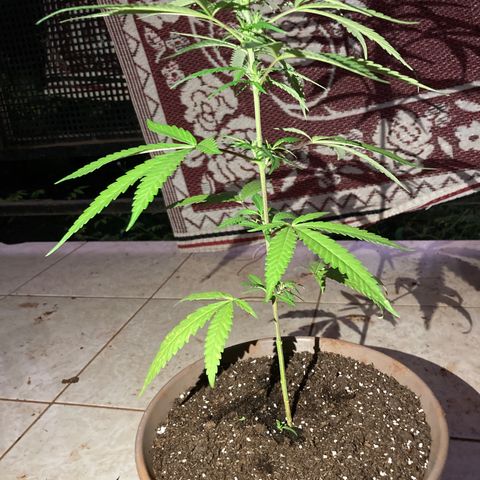 Big bud #1 growlog photo: Taille des feuilles du premier niveau, elles étaient sèches et jaunies