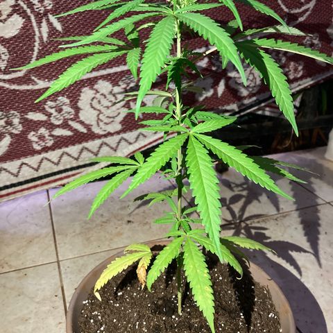 Big bud #1 growlog photo: Taille des feuilles du premier niveau, elles étaient sèches et jaunies