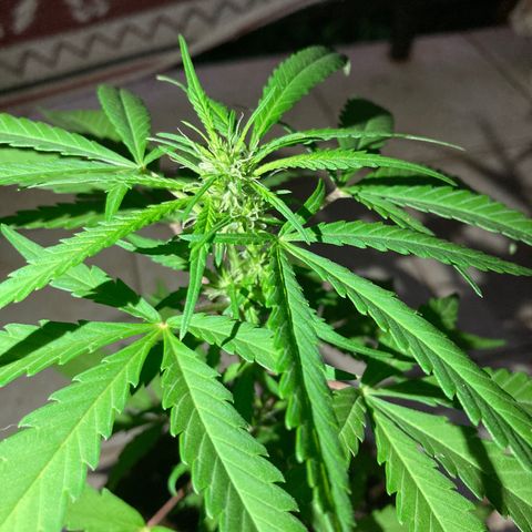 Big bud #1 growlog photo: Taille des feuilles du premier niveau, elles étaient sèches et jaunies