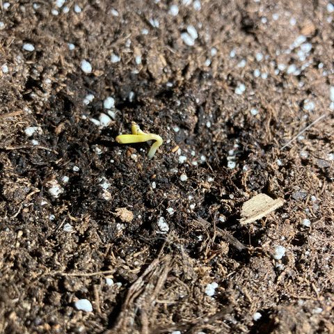 OG#1 growlog photo: La pousse est sorti de terre