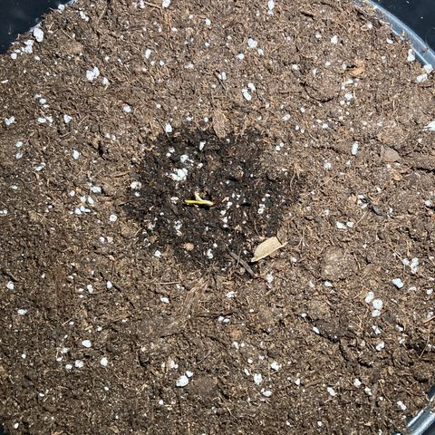 OG#1 growlog photo: La pousse est sorti de terre