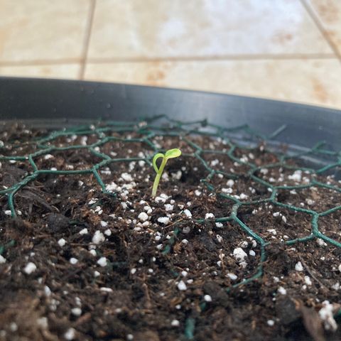OG#1 growlog photo: 2cm