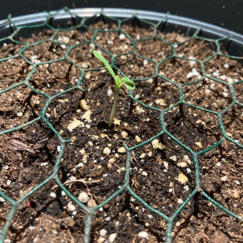 OG#1 growlog photo: La pousse se développe. Un des deux cotylédon est légèrement vrillé 
