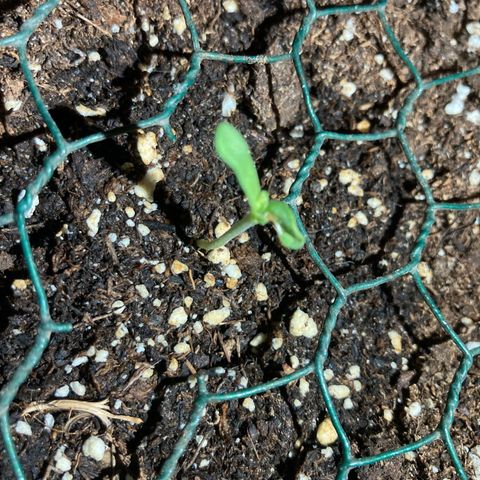 OG#1 growlog timeline photo