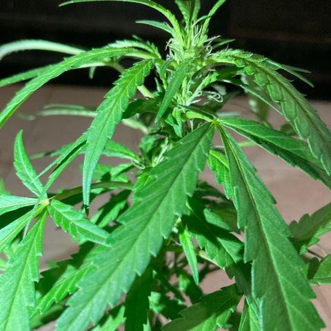 Big bud #1 growlog photo: Rien à signaler, le soir les feuilles pointent vers le bas mais dès le retour du soleil la plante a ouvre pour capter le soleil
