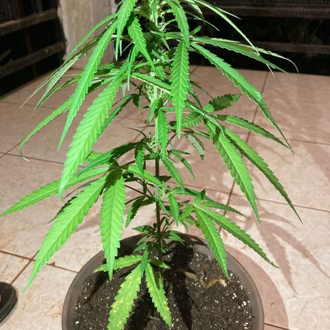 Big bud #1 growlog photo: Rien à signaler, le soir les feuilles pointent vers le bas mais dès le retour du soleil la plante a ouvre pour capter le soleil