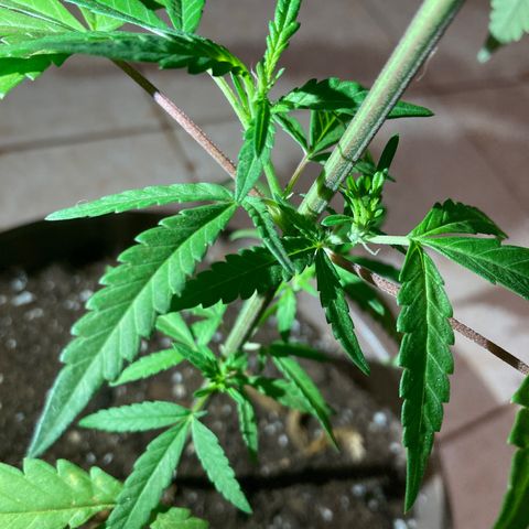 Big bud #1 growlog photo: Rien à signaler, le soir les feuilles pointent vers le bas mais dès le retour du soleil la plante a ouvre pour capter le soleil