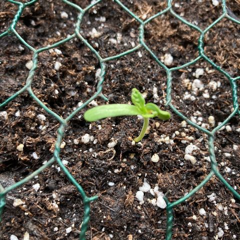OG#1 growlog photo: Les feuilles dentellé commence à apparaître. Un cotylédon semble traumatisé 
