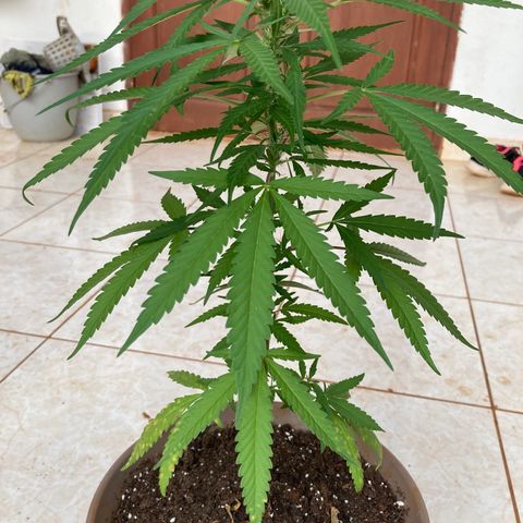 Big bud #1 growlog photo: Retrait des feuilles jaunis, une des pousses supérieur s est cassé.