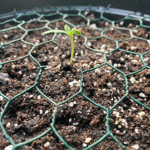 OG#1 growlog photo: Les feuilles dentellé commence à apparaître. Un cotylédon semble traumatisé 