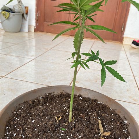 Big bud #1 growlog photo: Retrait des feuilles jaunis, une des pousses supérieur s est cassé.