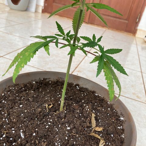 Big bud #1 growlog photo: Retrait des feuilles jaunis, une des pousses supérieur s est cassé.