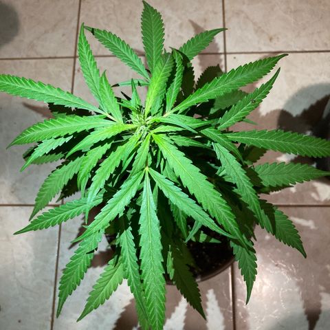 Big bud #1 growlog photo: La plante gagne en densité. Il y a des feuilles de taille conséquente 