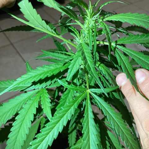 Big bud #1 growlog photo: La plante gagne en densité. Il y a des feuilles de taille conséquente 