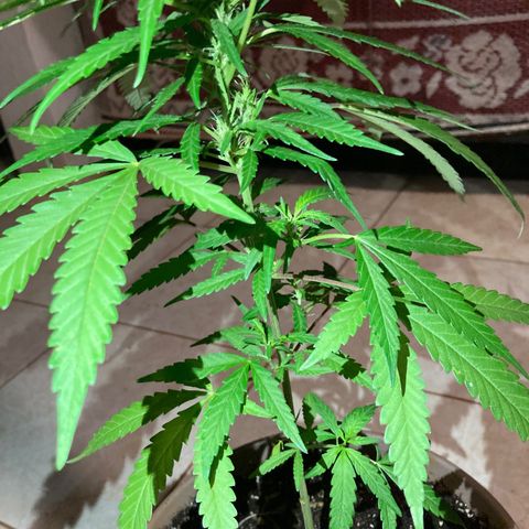 Big bud #1 growlog photo: La plante gagne en densité. Il y a des feuilles de taille conséquente 
