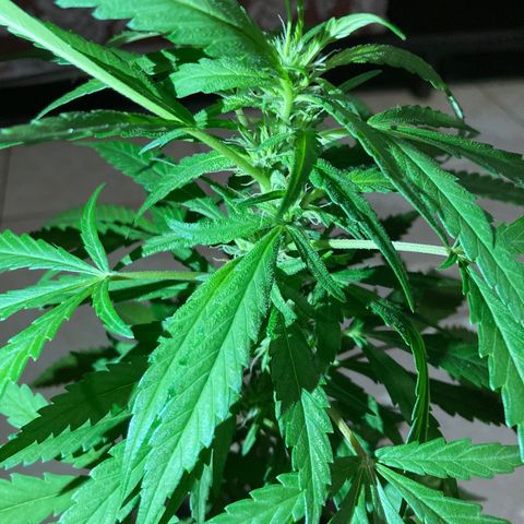 Big bud #1 growlog photo: La plante gagne en densité. Il y a des feuilles de taille conséquente 
