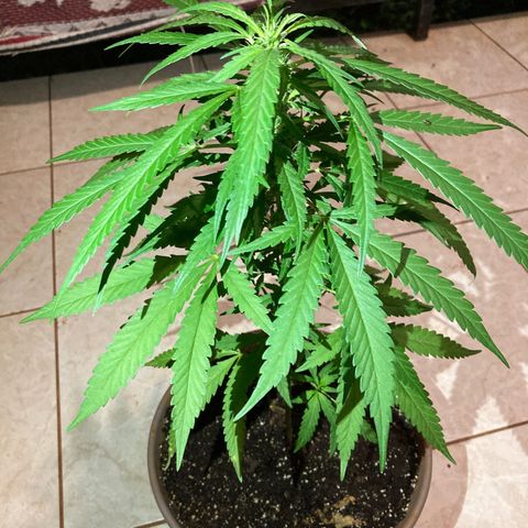 Big bud #1 growlog photo: La plante gagne en densité. Il y a des feuilles de taille conséquente 