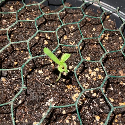 OG#1 growlog photo: Les deux feuilles qui été collé se sont séparé. Le semis a une forme bizarre